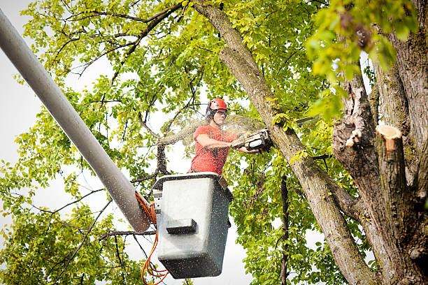 How Our Tree Care Process Works  in  Hasson Heights, PA